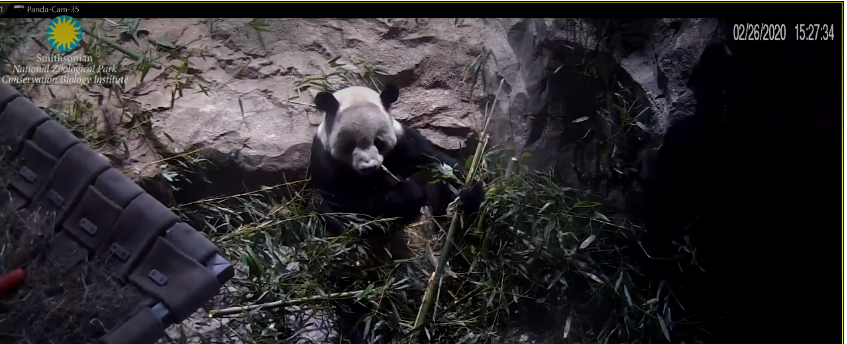 PANDA CAM IMAGE