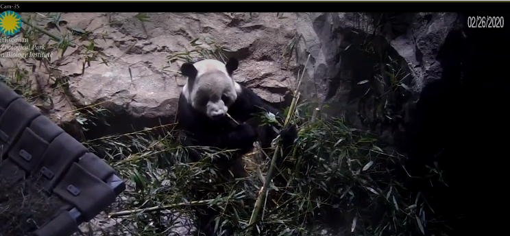 Panda Cam