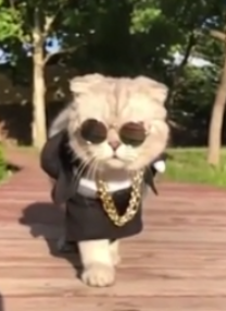 Swagger Cat wearing glasses and a chain. 